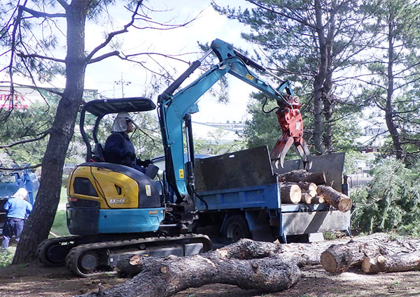 春日部市豊野町 第一公園 木の伐採