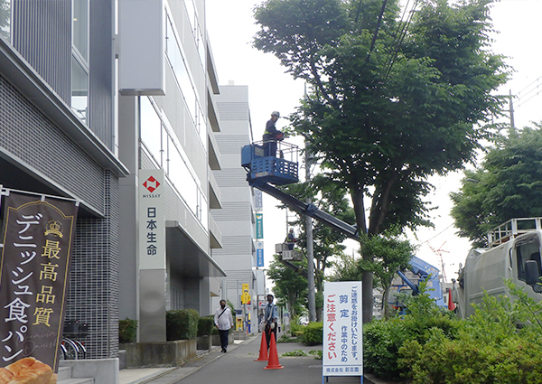 春日部市中央 街路樹伐採・剪定